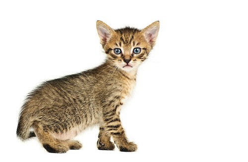 Планета Кошек